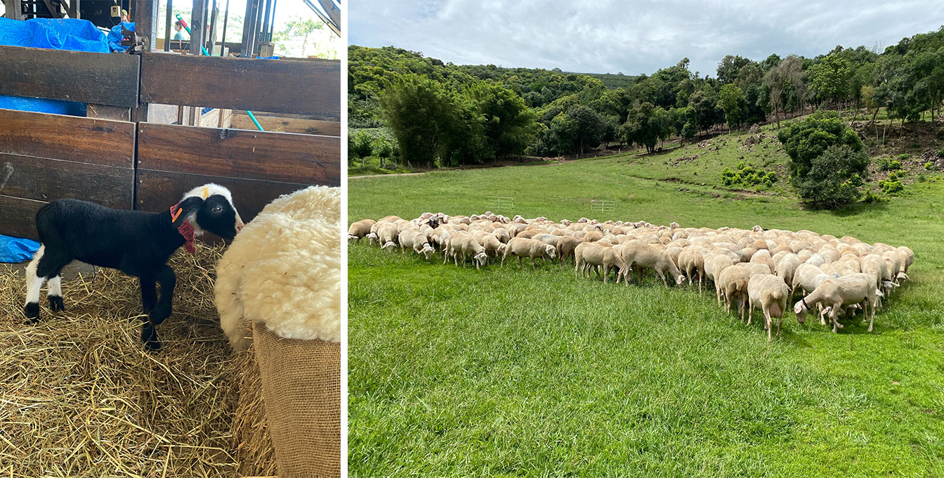 um rebanho de ovelhas soltas no parque das ovelhas