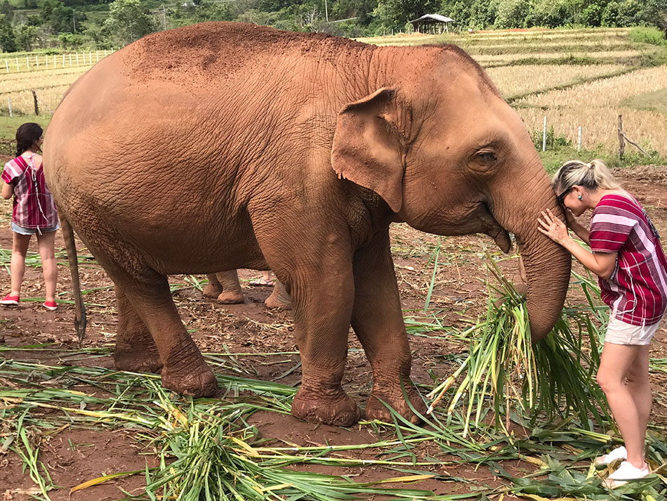 parque dos elefantes em chiang mai para um roteiro de 10 dias na Tailândia