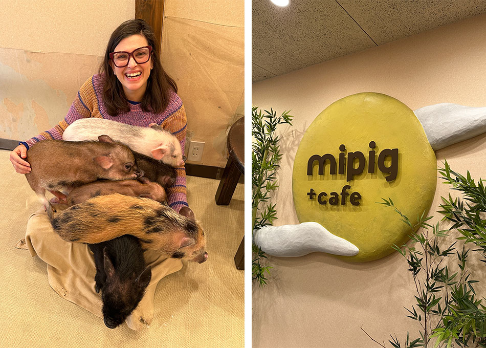 7 porquinhos no colo da cliente da Mini Pig café em quioto