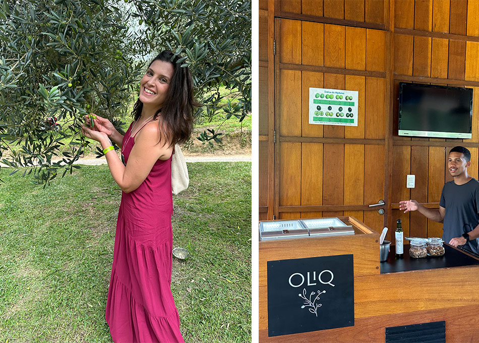 Interação com as plantas nos olivais e explicações sobre o processo da colheita no tour da Oliq Azeites em São Bento do Sapucaí