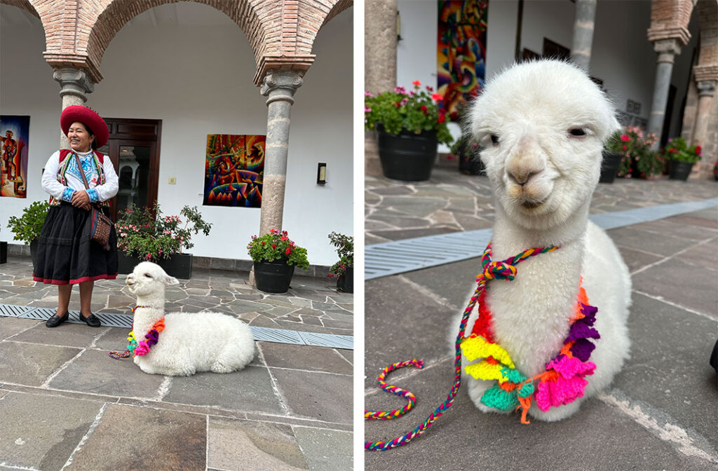 mulher com trajes típicos andinos e sua alpaca branca de estimação.