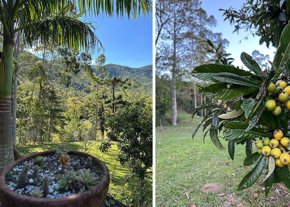 área de reflorestamento do refugio caminho dos ipes