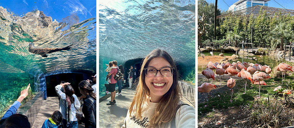 aquário do zooligo de Houston e o recinto dos flamingos